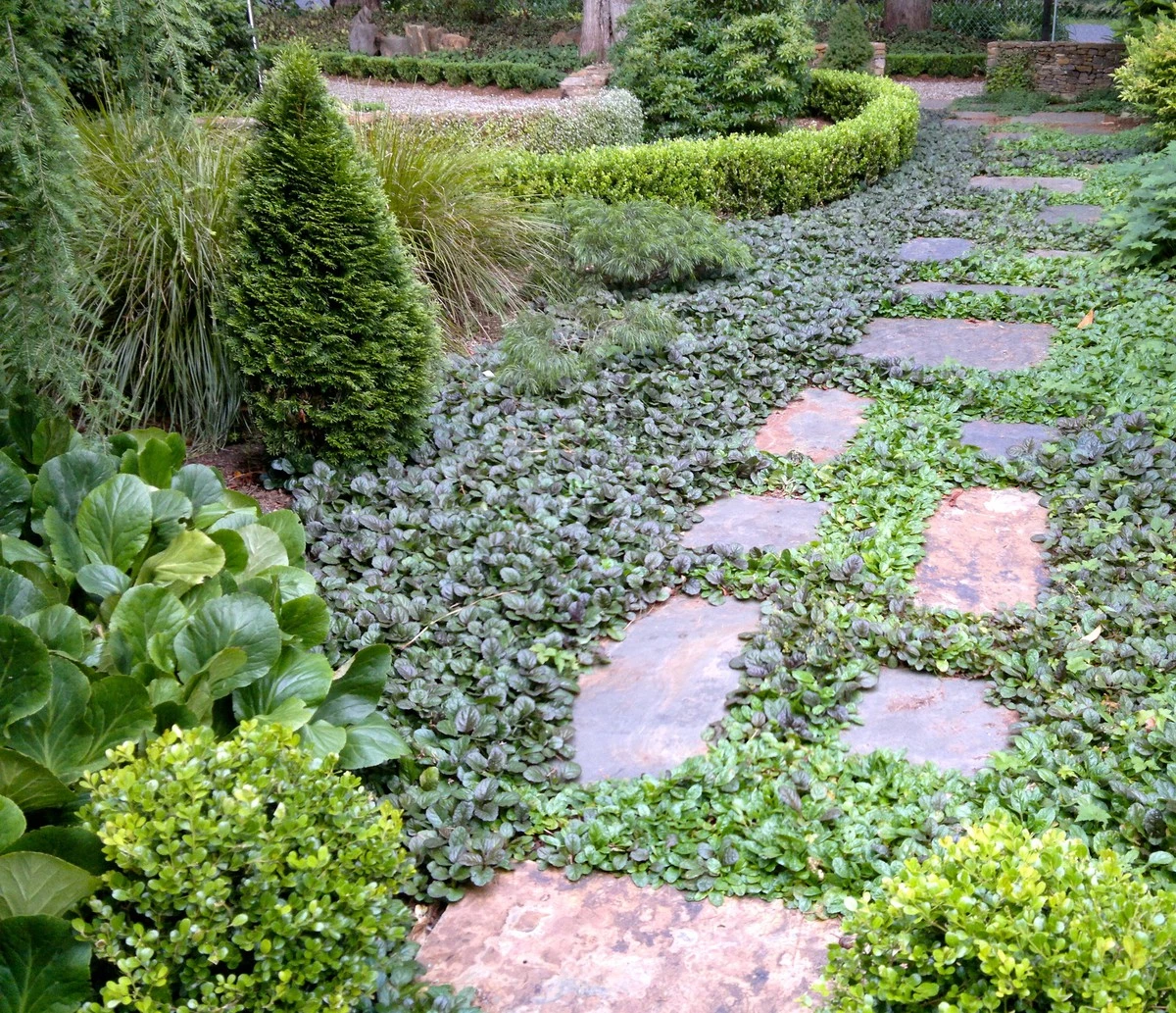 Adiós a las malas hierbas: usa Vinca minor y otras plantas tapizantes - image 1