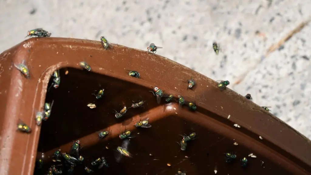 Adiós a las moscas en tu contenedor de basura: el truco de la sal de mesa