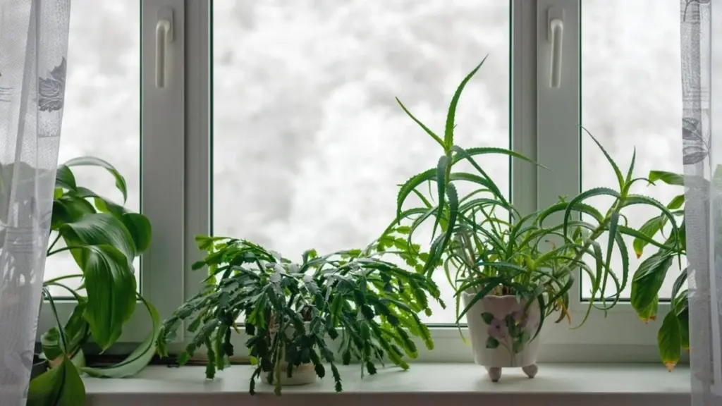 Adiós a las plantas muertas: el truco de la ventana para tus Plantas de interior y Plantas suculentas