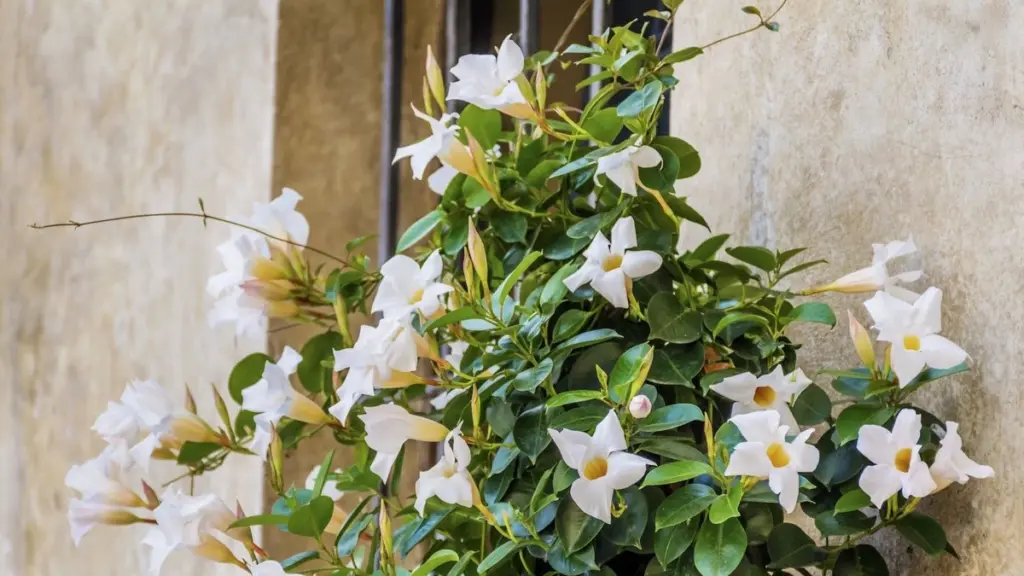 Adiós a las plantas secas: el truco para Geranio y Mandevilla este verano