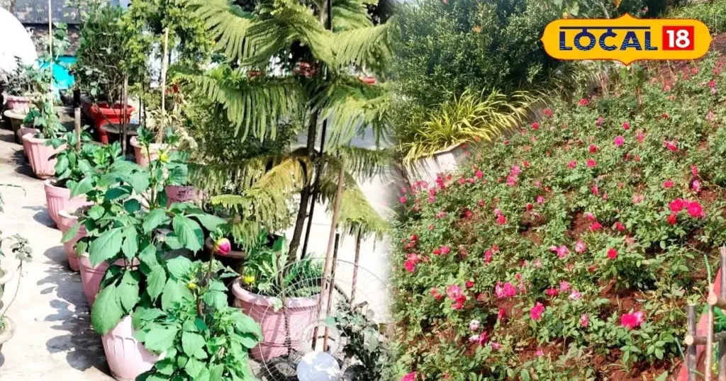 Adiós a las plantas marchitas: el truco del fertilizante NPK y jardinería de verano