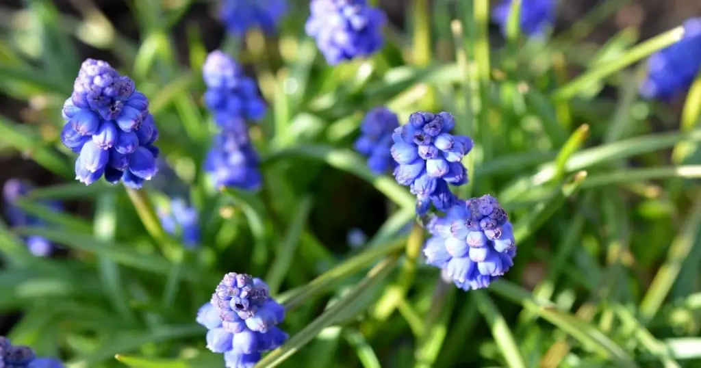 Adiós a las plantas secas: el truco del Muscari de Bohemia Central para tu jardín