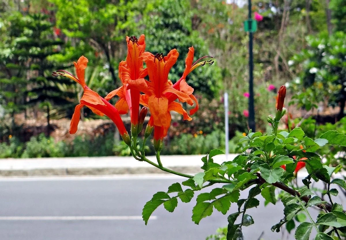 Adiós a las plantas secas: la Tecomaria capensis 'Cape Town Orange' que florece sin agua - image 1