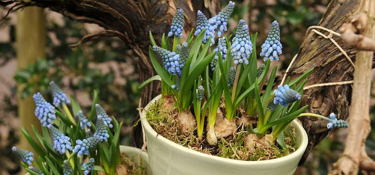 Adiós a las plantas secas: el truco del Muscari de Bohemia Central para tu jardín - image 1