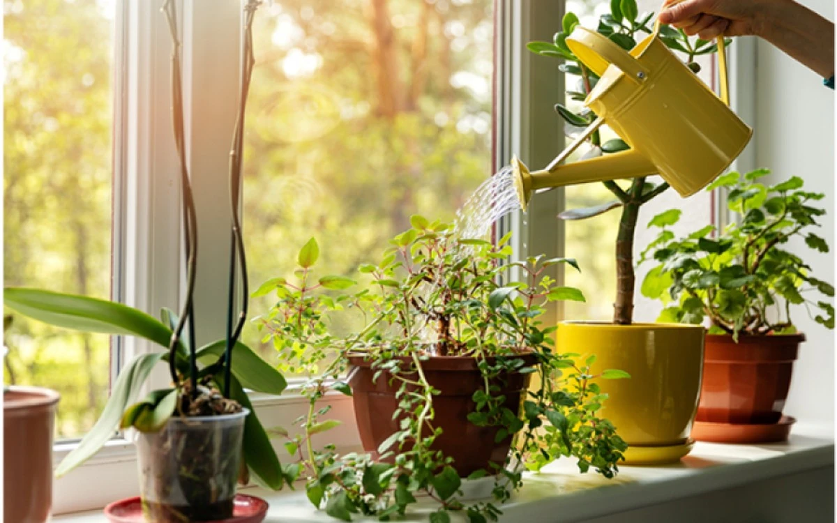 Adiós a las plantas muertas: el truco de la ventana para tus Plantas de interior y Plantas suculentas - image 1