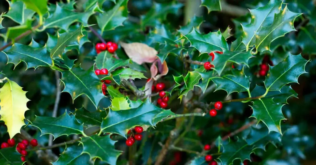Adiós a la Thuja: por qué el Ilex × meserveae es el nuevo seto de lujo