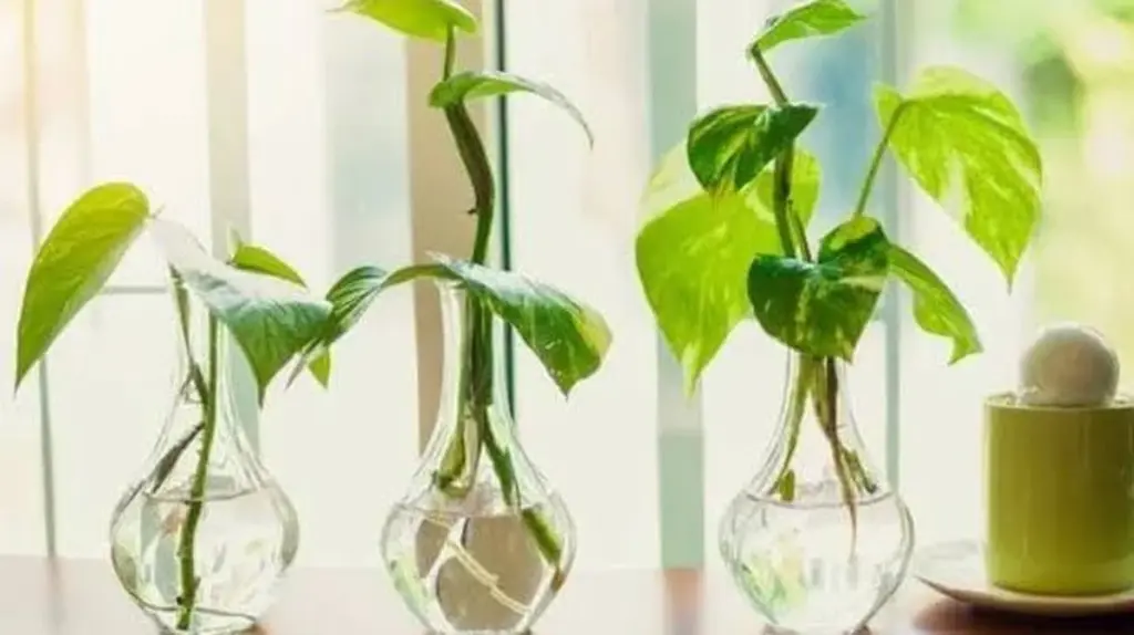 Adiós a la tierra: el truco para un Pothos radiante en tus Plantas de interior