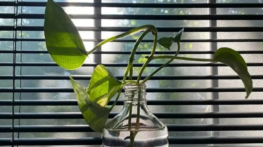 Adiós a la tierra: el truco de hidroponía para plantas de interior impecables