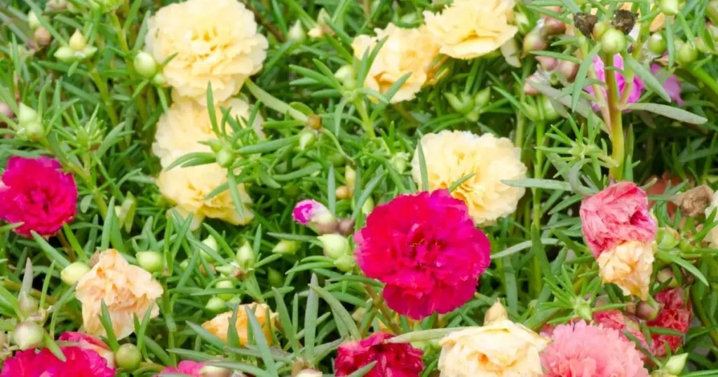 Adiós al césped: el secreto de Sudamérica y la Portulaca grandiflora