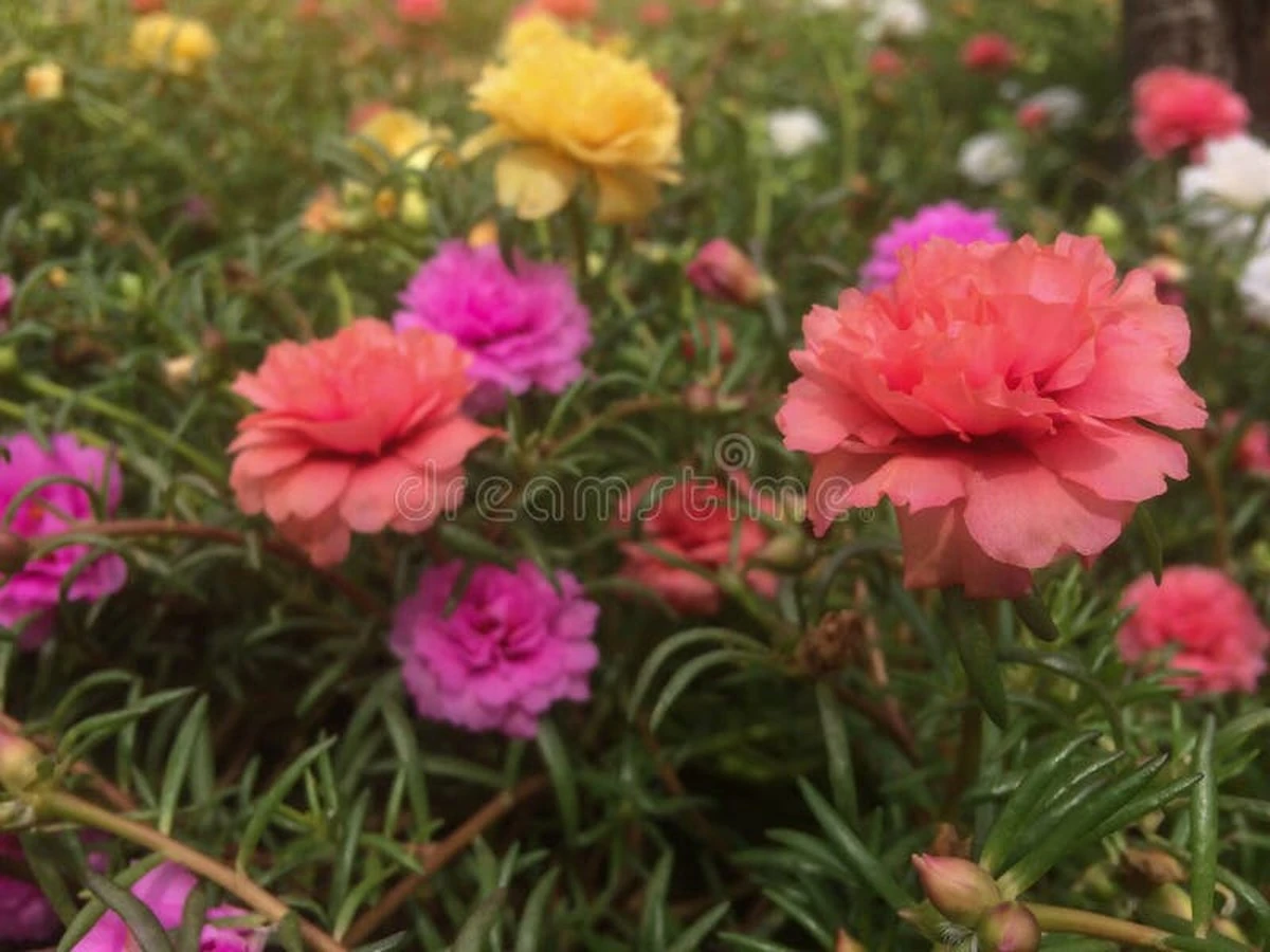 Adiós al césped: el secreto de Sudamérica y la Portulaca grandiflora - image 1