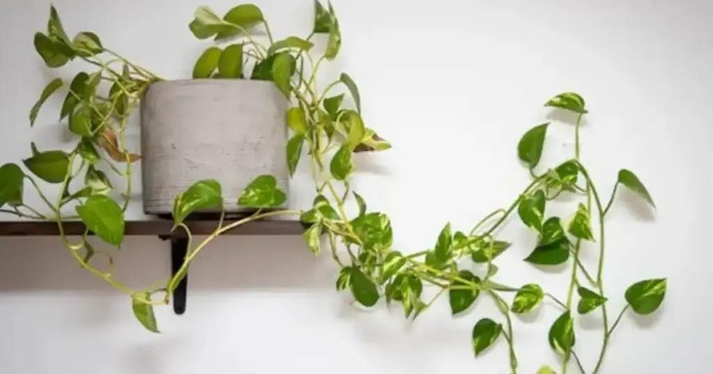 Adiós al estrés en casa: 3 plantas de interior para tu bienestar emocional