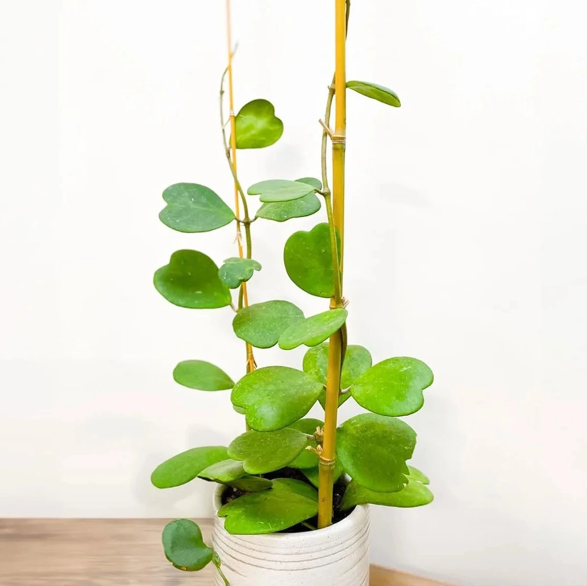 Adiós al estrés en casa: el truco de la Hoya kerrii y Epipremnum aureum - image 1