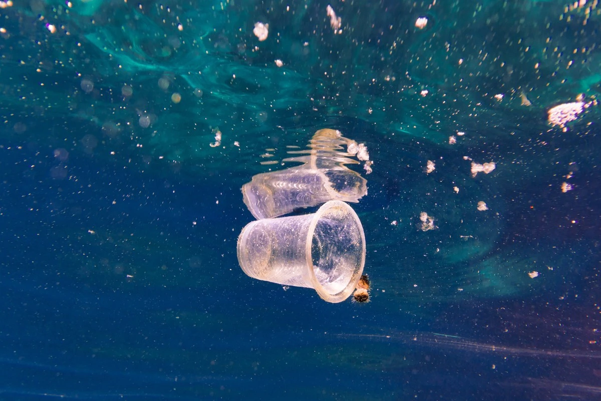 Adiós al estropajo: el peligro de Microplásticos según la Universidad de Bonn - image 1
