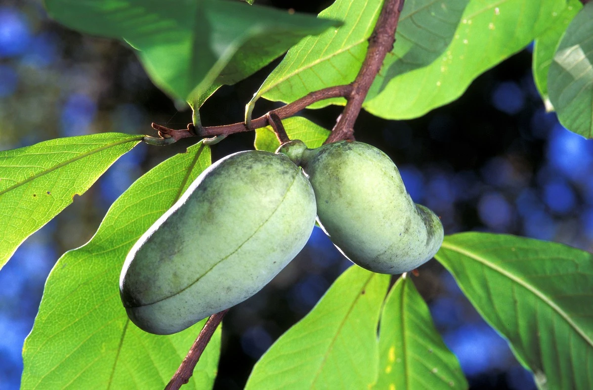 Adiós al mango: cultiva Asimina triloba Pawpaw, el fruto exótico de -20°C - image 1