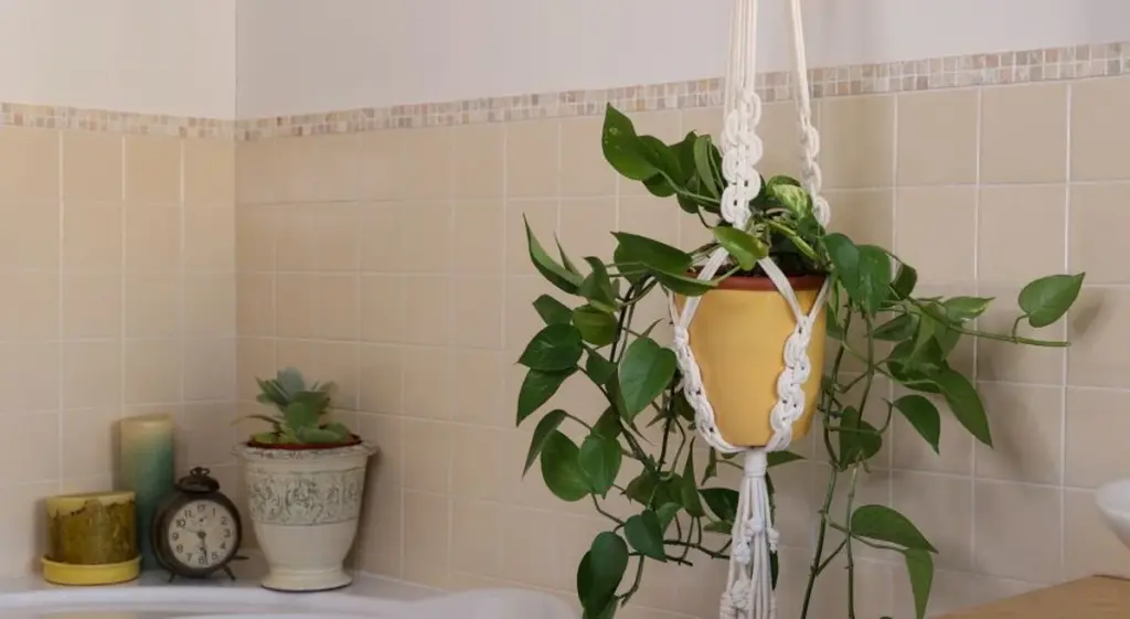 Adiós al moho en tu baño: 5 plantas de interior que absorben la humedad