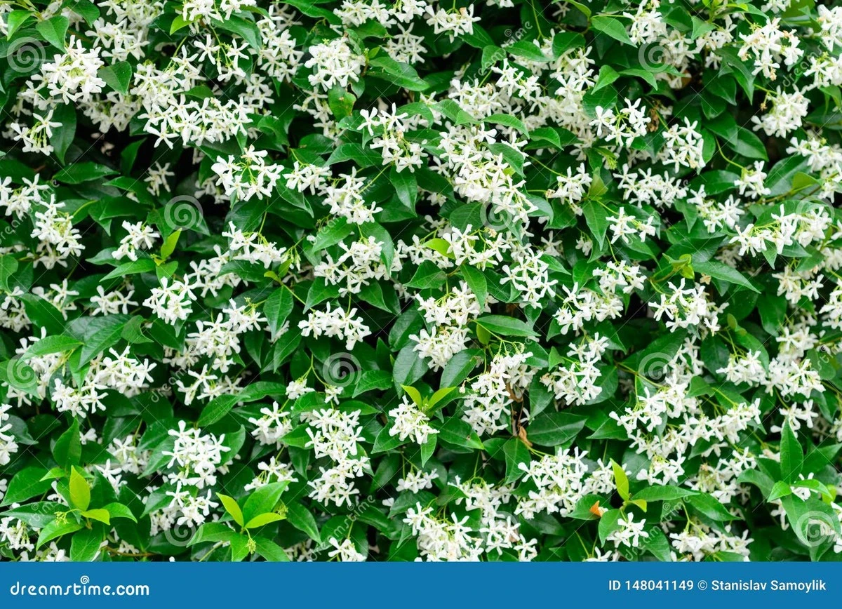 Adiós al muro caliente: 7 plantas trepadoras para tu jardinería de verano - image 1