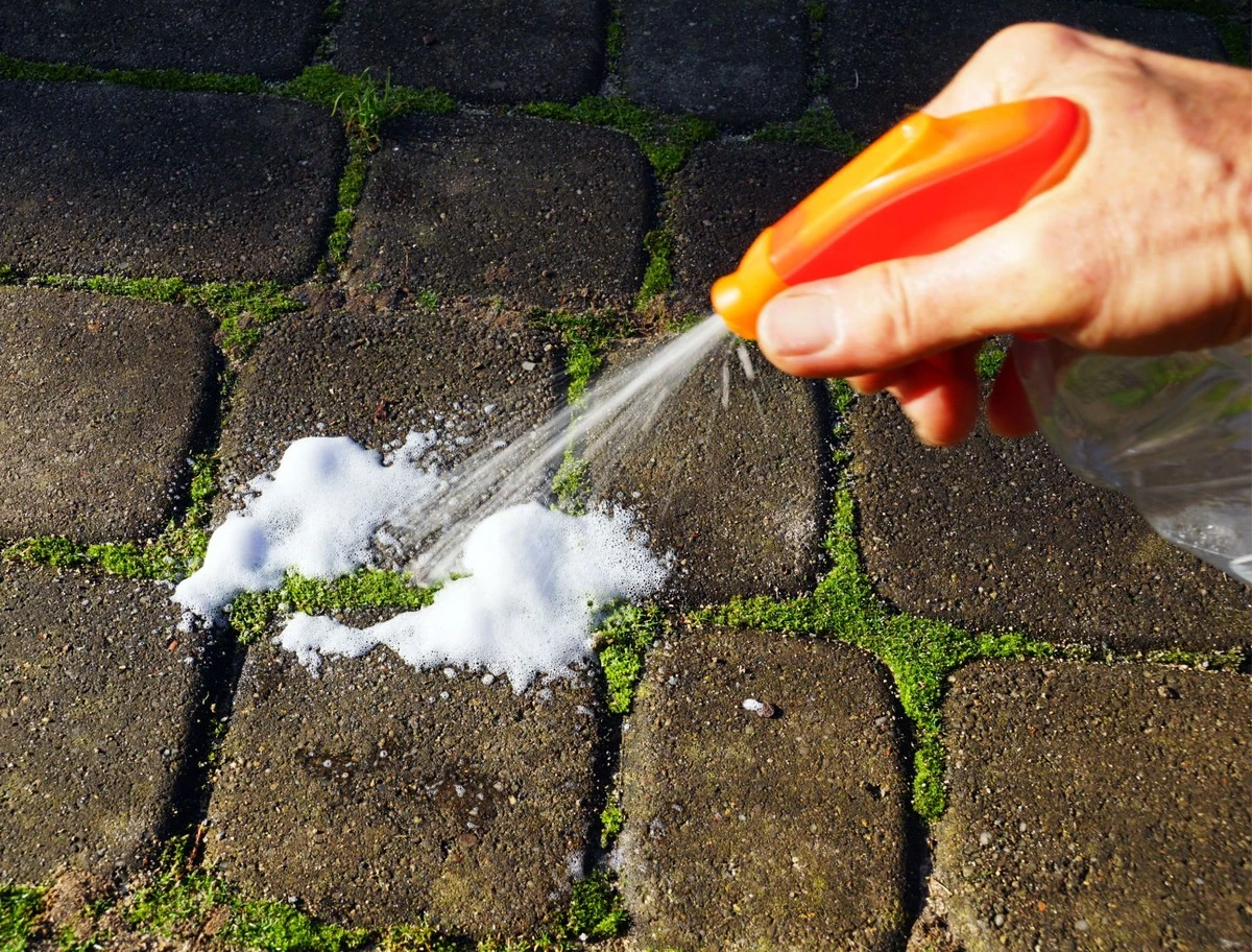 Adiós al musgo en tu terraza: el truco del vinagre blanco por 0,80€ - image 1