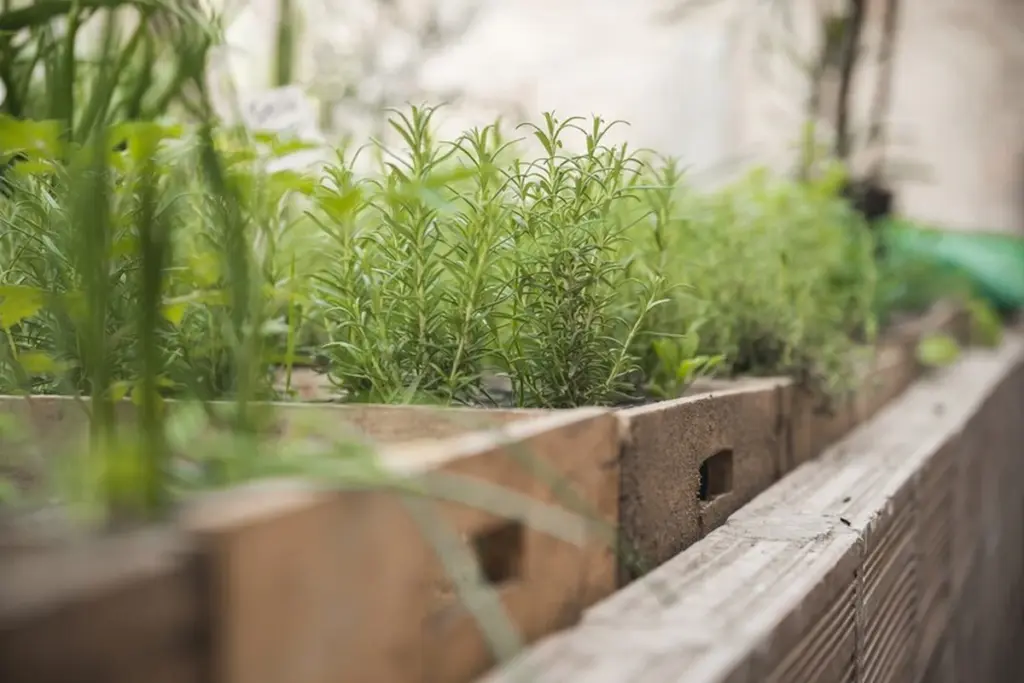 Adiós a los ambientadores: el truco de Lidl con plantas aromáticas para refrescar tu casa