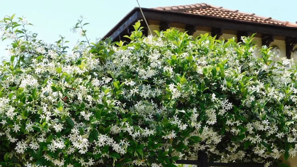 Adiós a los ambientadores: el Jazmín trinitario de Rachel Bull perfuma toda tu terraza