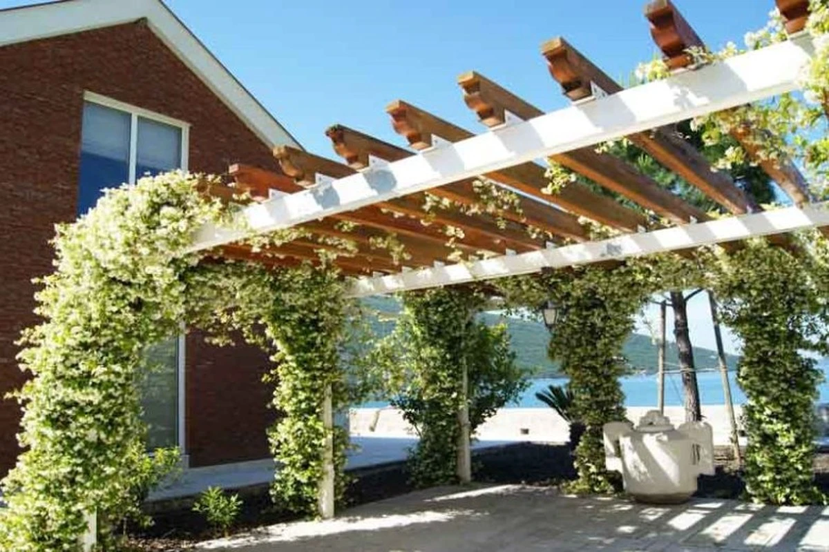 Adiós a los ambientadores: el Jazmín trinitario de Rachel Bull perfuma toda tu terraza - image 1