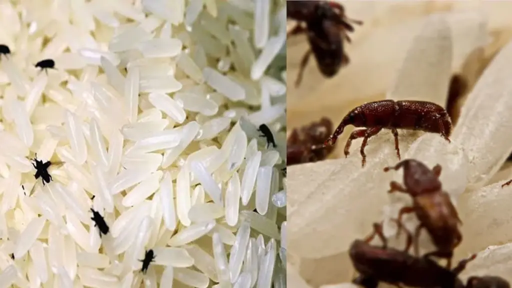 Adiós a los bichos: protege tu arroz y cereales con este truco natural