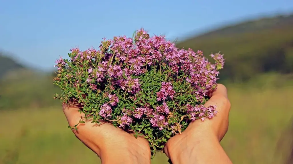 Adiós a los Culicidae (Mosquitos): el secreto del Thymus serpyllum (Tomillo silvestre rojo)