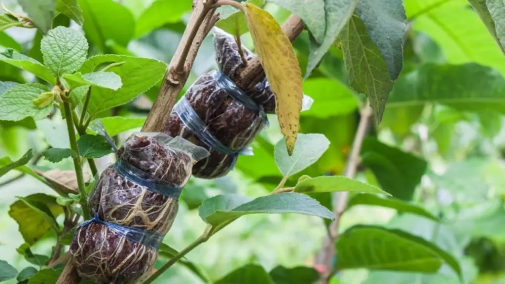 Adiós a los frutos pequeños: el truco del Injerto en este Manzano para 2026