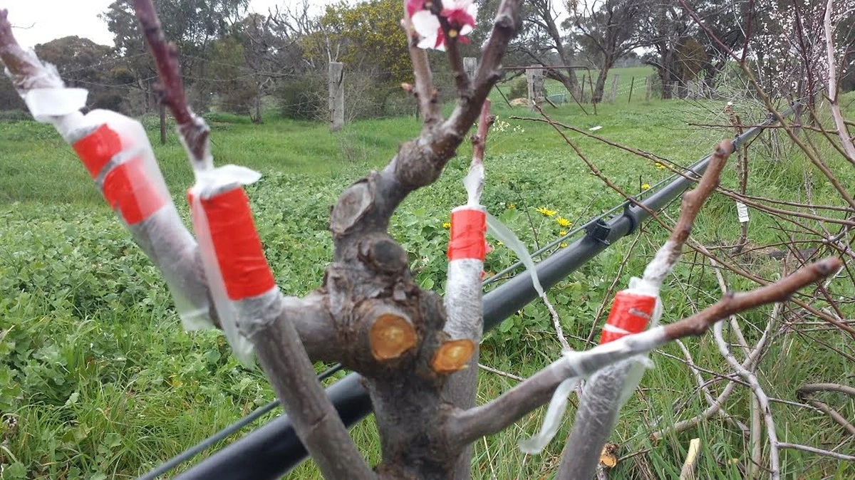 Adiós a los frutos pequeños: el truco del Injerto en este Manzano para 2026 - image 1