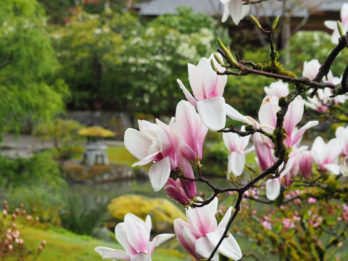 Adiós a los líos familiares: el secreto de mi Magnolia japonesa para un jardín zen - image 1