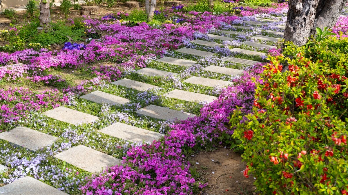 Adiós a los mosquitos: el Thymus praecox que ahorra agua en tu jardín - image 1