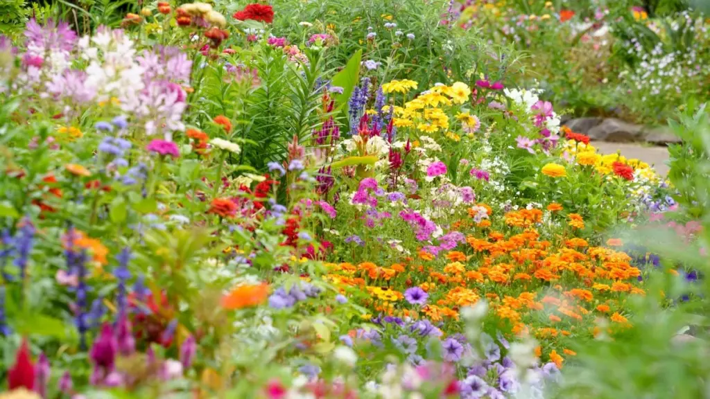 Adiós al riego: 15 plantas como Nigella damascena y Rosa 'TEXmourug' para tu jardín