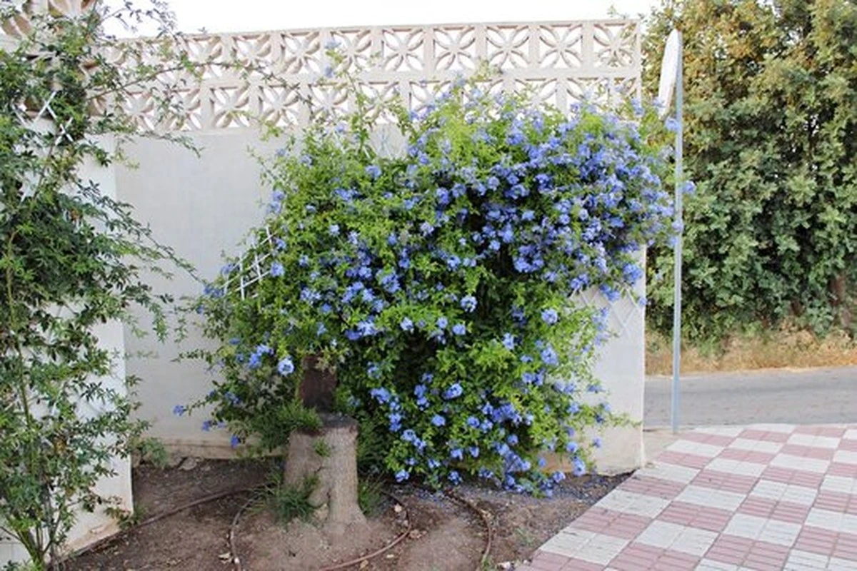 Adiós al riego diario: la joya de Sudáfrica que llena tu jardín de Jazmín del cielo - image 1