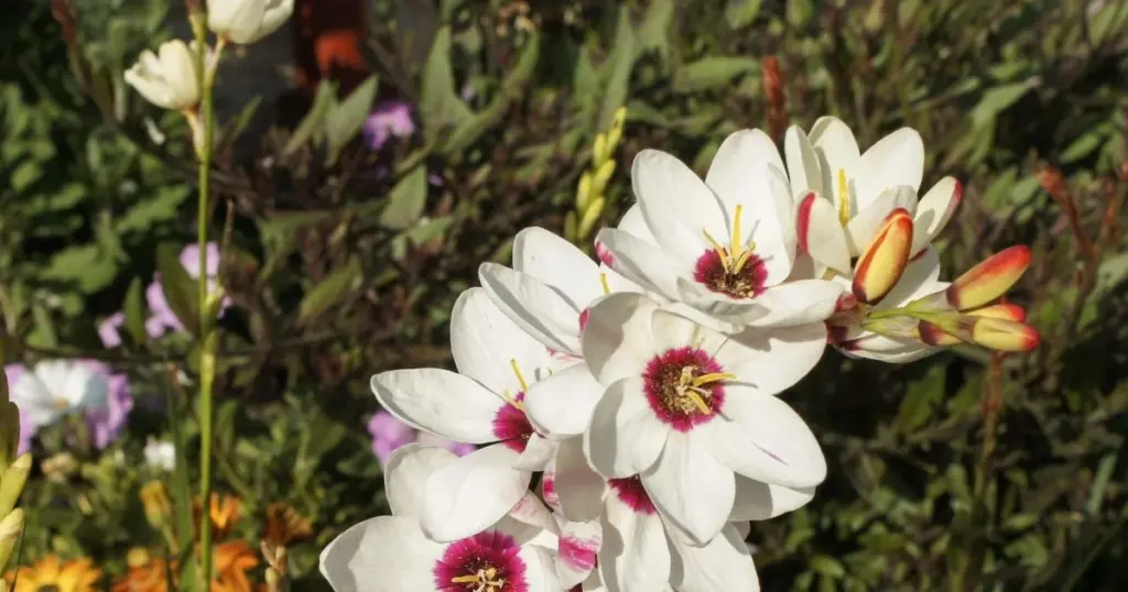 Adiós al riego excesivo: el secreto de la Ixia, la Iridaceae que ahorra 70% de agua
