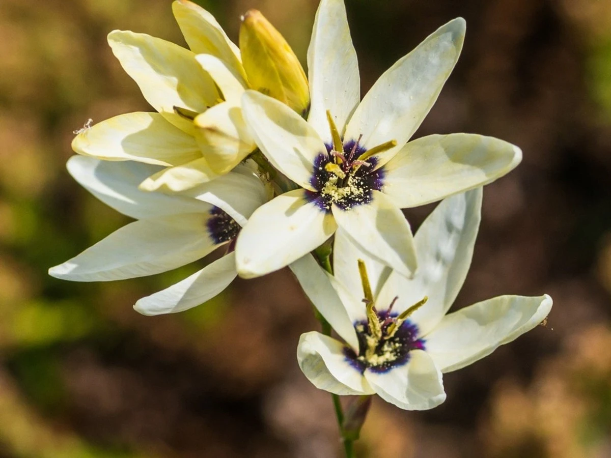 Adiós al riego excesivo: el secreto de la Ixia, la Iridaceae que ahorra 70% de agua - image 1