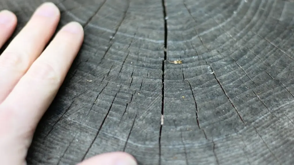 Adiós al tocón de árbol: el método natural para limpiar tu jardín sin multas