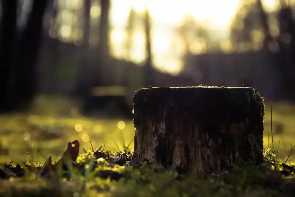 Adiós al tocón de árbol: el truco del compost para evitar multas