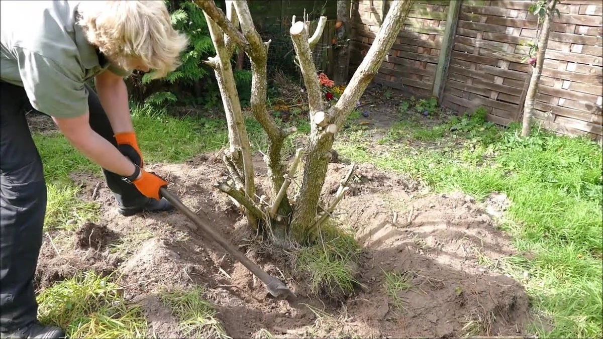 Adiós al tocón de árbol: el método natural para limpiar tu jardín sin multas - image 1