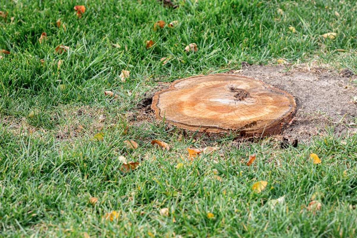 Adiós al tocón de árbol: el truco del compost para evitar multas - image 1