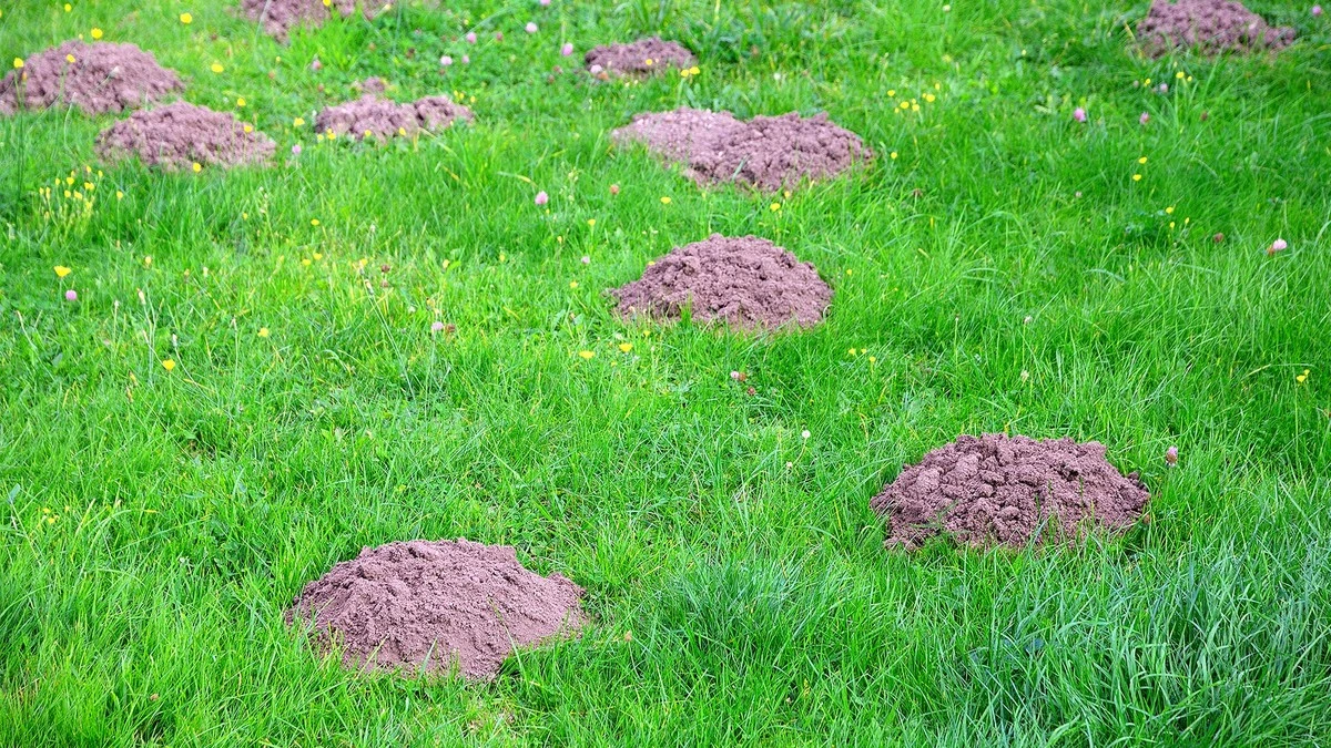 Adiós al Topo y al Topillo: el truco de las 2 bolas para salvar tu jardín - image 1