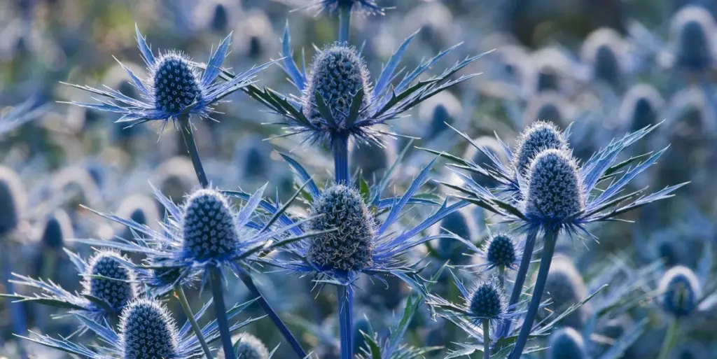 Adiós a plantar cada año: Amapolas y Capuchinas para un jardín eterno