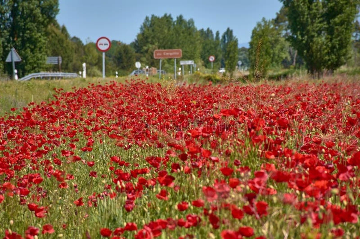 Adiós a plantar cada año: Amapolas y Capuchinas para un jardín eterno - image 1