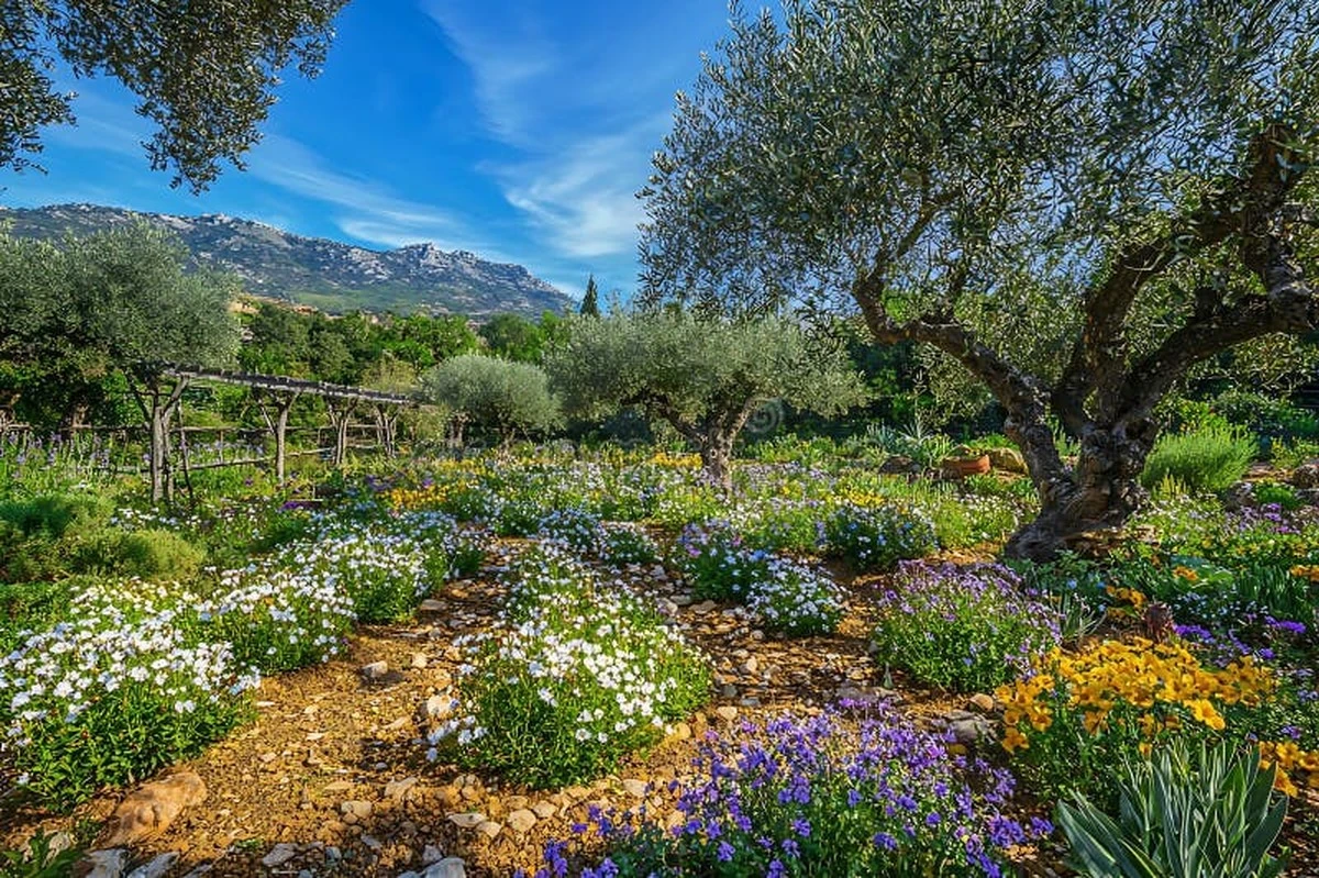 Adiós a regar: el truco para un jardín con Rudbeckia y Echinacea siempre vivo - image 1