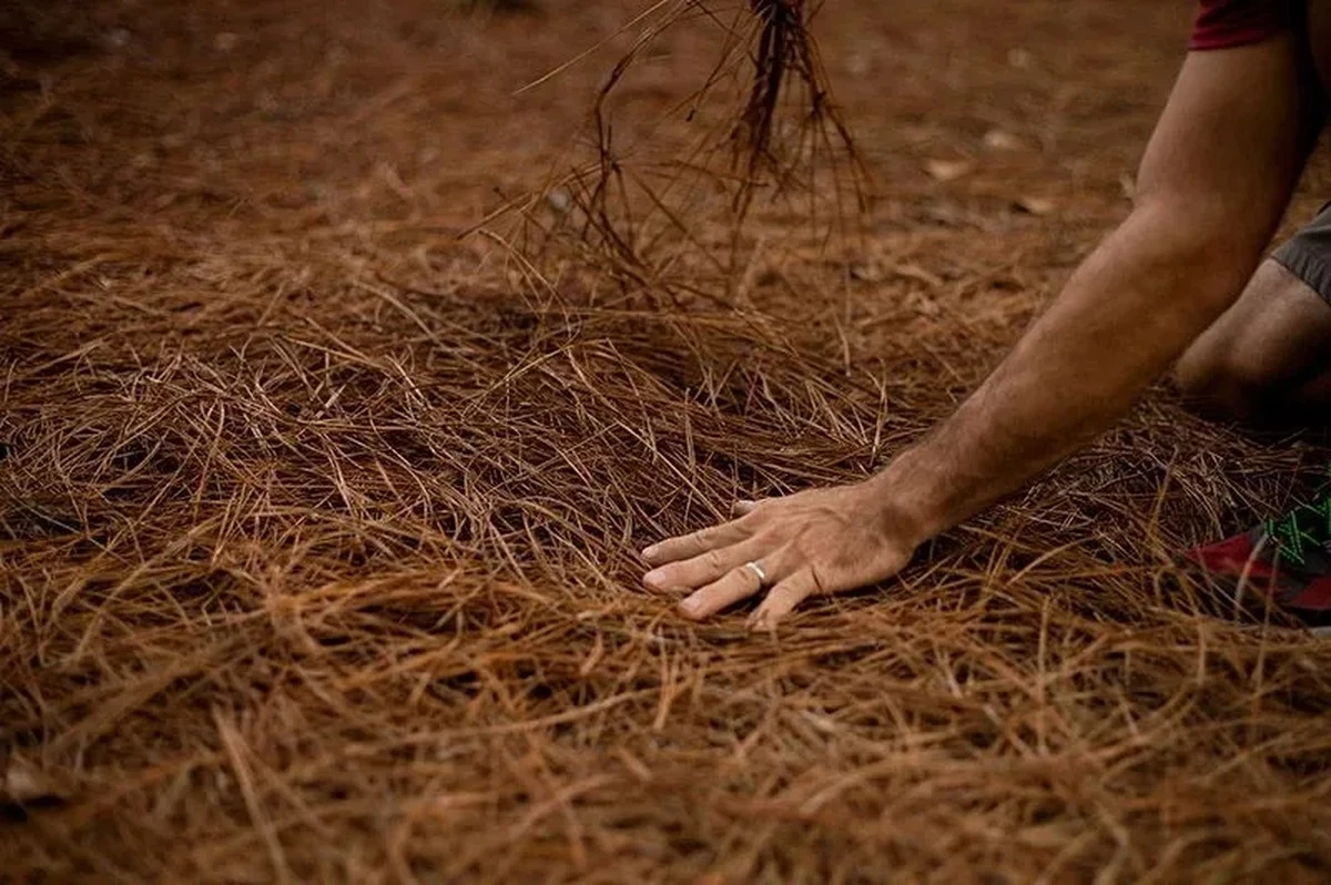 Adiós calor: El Mantillo de coníferas baja 6°C la temperatura y salva tu Acolchado (Mulching) - image 1