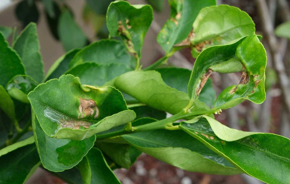 Adiós hojas arrugadas: el secreto del ajo para tu limonero - image 1