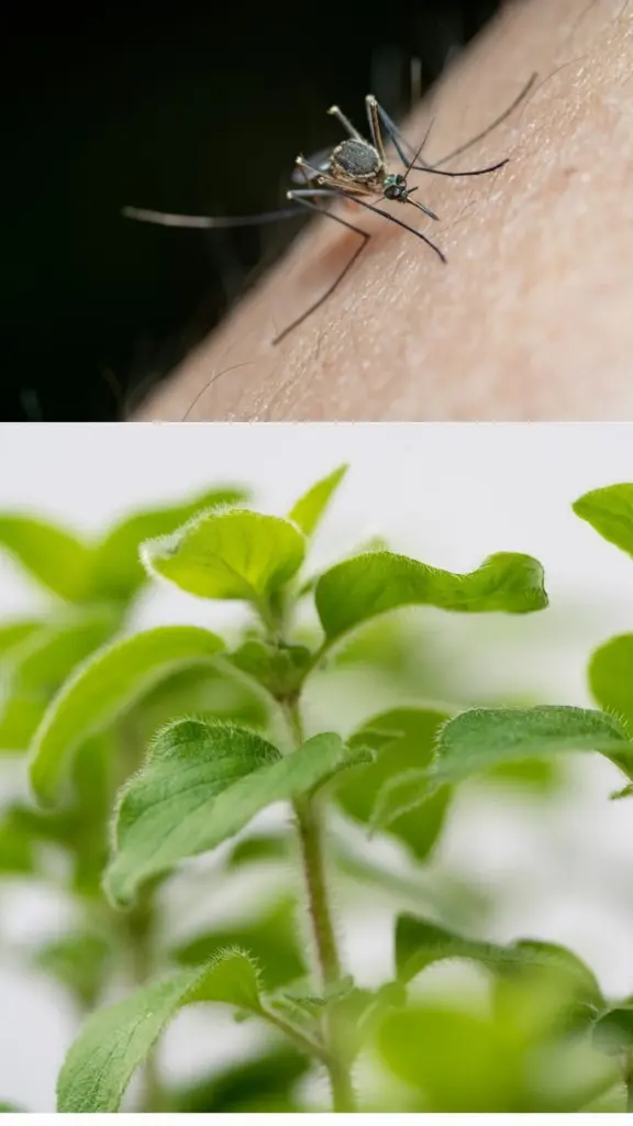 Adiós mosquitos: el truco de la Citronela y Albahaca (Tulsi) para tu terraza