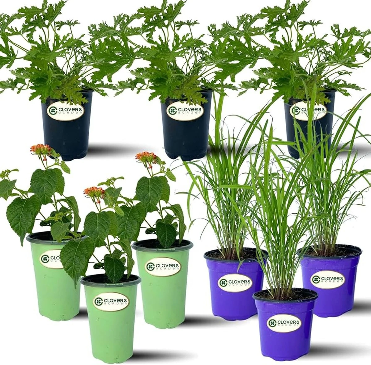 Adiós mosquitos: el truco de la Citronela y Albahaca (Tulsi) para tu terraza - image 1