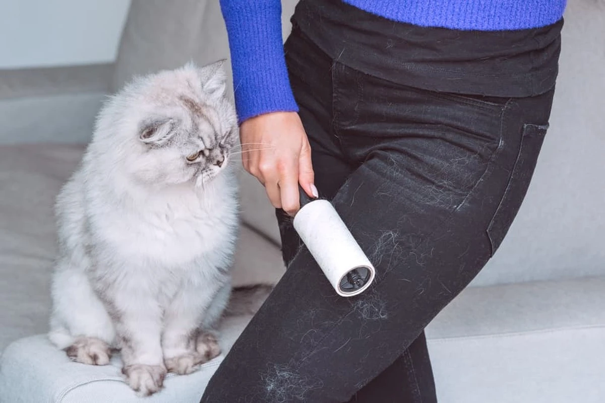 Adiós pelos de Gato en tu Ropa: el truco de 100ml para un lavado perfecto - image 1