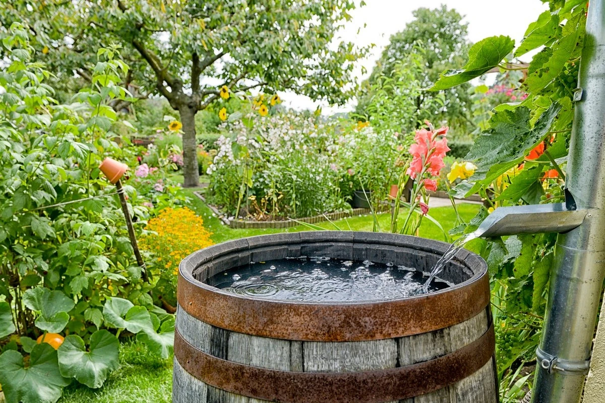 Agua siempre cristalina: el truco del cobre para eliminar las Algas de tus bidones - image 1