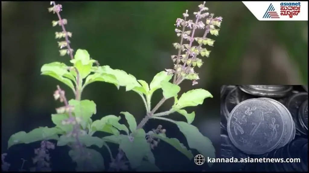 Albahaca sagrada (Ocimum tenuiflorum) marchita: el truco de 1€ vital en el Hinduismo