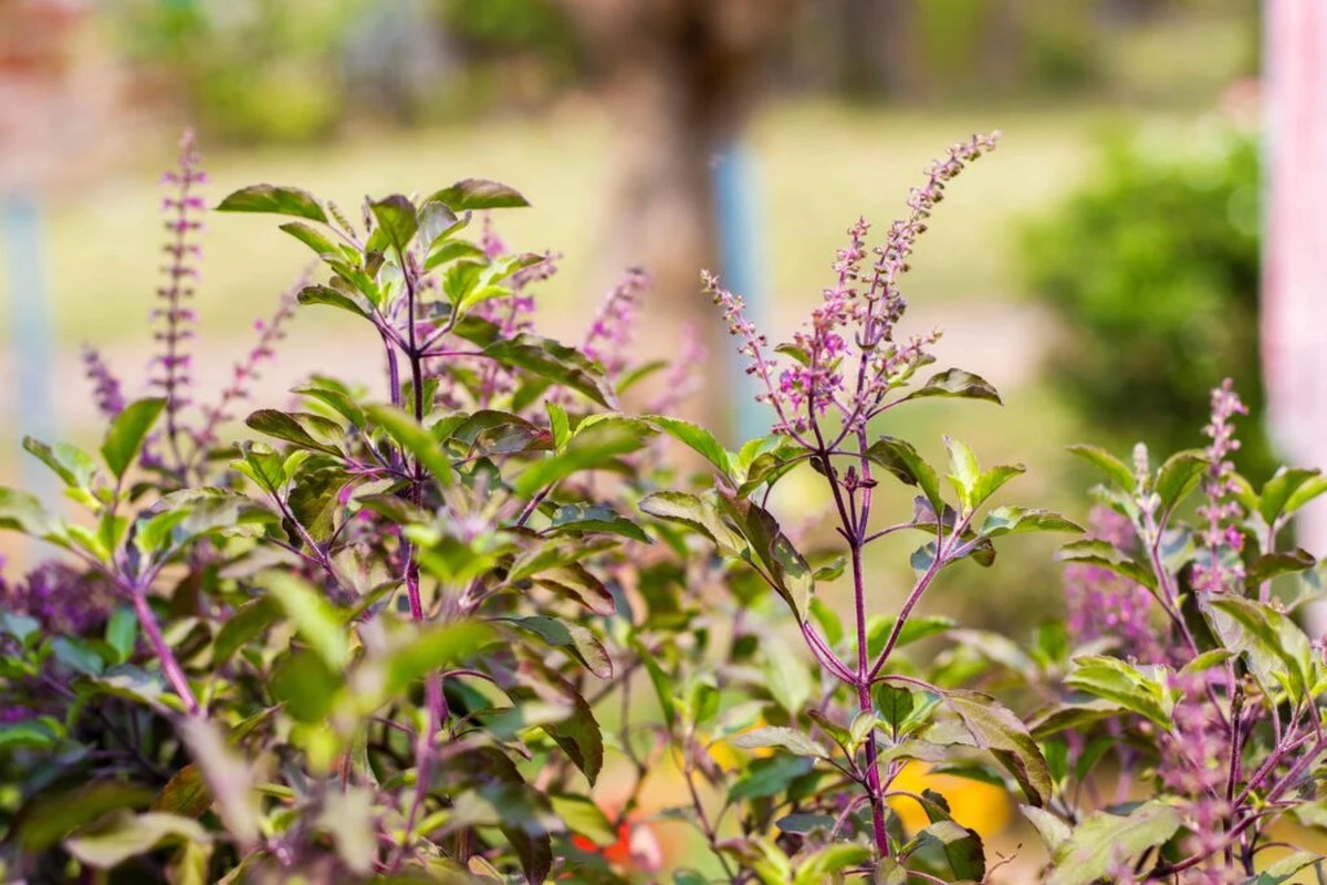 Albahaca sagrada (Ocimum tenuiflorum) marchita: el truco de 1€ vital en el Hinduismo - image 1